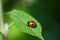 A small red ladybug sits on a green leaf