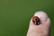 a small red ladybug sits on a person\'s finger. The ladybug is red with seven black dots. The background is green