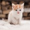 Small red lonely kitten on snow