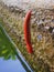 A small red millipede