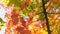 Small red oak with bright leaves, autumn time pan