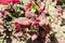 Small red orache, atriplex hortensis in a local garden