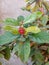 small red ornamental flowers shot from a high angle