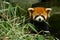 Small red panda