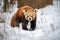 a small red panda walking through the snow with trees behind him