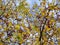 Small red paradise apples, autumn foliage and field thrush against the blue sky, selective focus