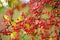 Small red paradise apples on a tree branch on fall day. Autumn, harvest and harvesting concept