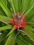 A small red pineapple tree that has just started bearing fruit