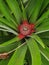 A small red pineapple tree that has just started bearing fruit