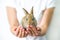 A small red rabbit in human hands. The concept of animal protection and conservation. Bunny close-up in the palm of the