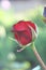 Small red rose