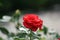 Small red rose