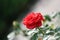 Small red rose