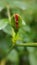 Small red rose bud - macro clouseup