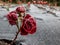 Small red rose plant covered with morning frost in early winter. Macro shot of beautiful frozen ice crystals on rose petals