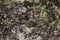 Small red russula in moss and plants of different colors