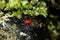 A small red spider is walking on a rock.