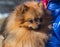 Small red Spitz dog in sits in woman hands.