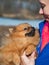 Small red Spitz dog in sits in woman hands.