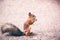 A small red squirrel gnaws a nut on a path in the park