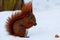 A small red squirrel running on white snow