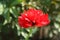 Small red terry tulip in the garden