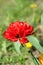 Small red terry tulip in the garden