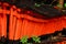 Small red torii