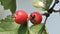 Small Red Wild Apples, Crataegus Azarolus