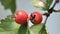 Small Red Wild Apples, Crataegus Azarolus, fruits on tree branch in spring