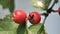 Small Red Wild Apples, Crataegus Azarolus, on tree branch in spring