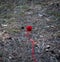 Small red wool ball unwound in the middle of the forest