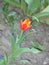 Small red-yellow fringed tulip flower