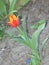 Small red-yellow fringed tulip flower