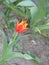 Small red-yellow fringed tulip flower