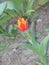 Small red-yellow fringed tulip flower