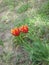 Small red-yellow fringed tulip flowers