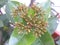 Small reddish yellow color buds of Ixora coccinea plant