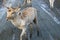 small reindeer walking on muddy roads in mild winter