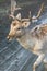 small reindeer walking on muddy roads in mild winter