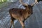 small reindeer walking on muddy roads in mild winter