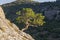 Small relic pine on the background of a dark wooded slope