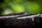 Small reptile in the sun on a wall