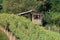 Small retro vintage vineyard cottage surrounded with densely planted vineyard and trees