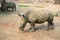 Small rhino without horn. Rhinoceros in zoo enclosure. Endangered african animal. Huge herbivorous of hot climate