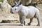 Small rhinoceros on a rock background