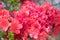 small Rhododendron pink flowers
