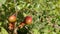 The small, ripening fruits of the dwarf pomegranate