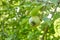 small ripening green quince