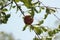 small ripening red delicious pomegranate fruit hanging on it's own on a tree branch